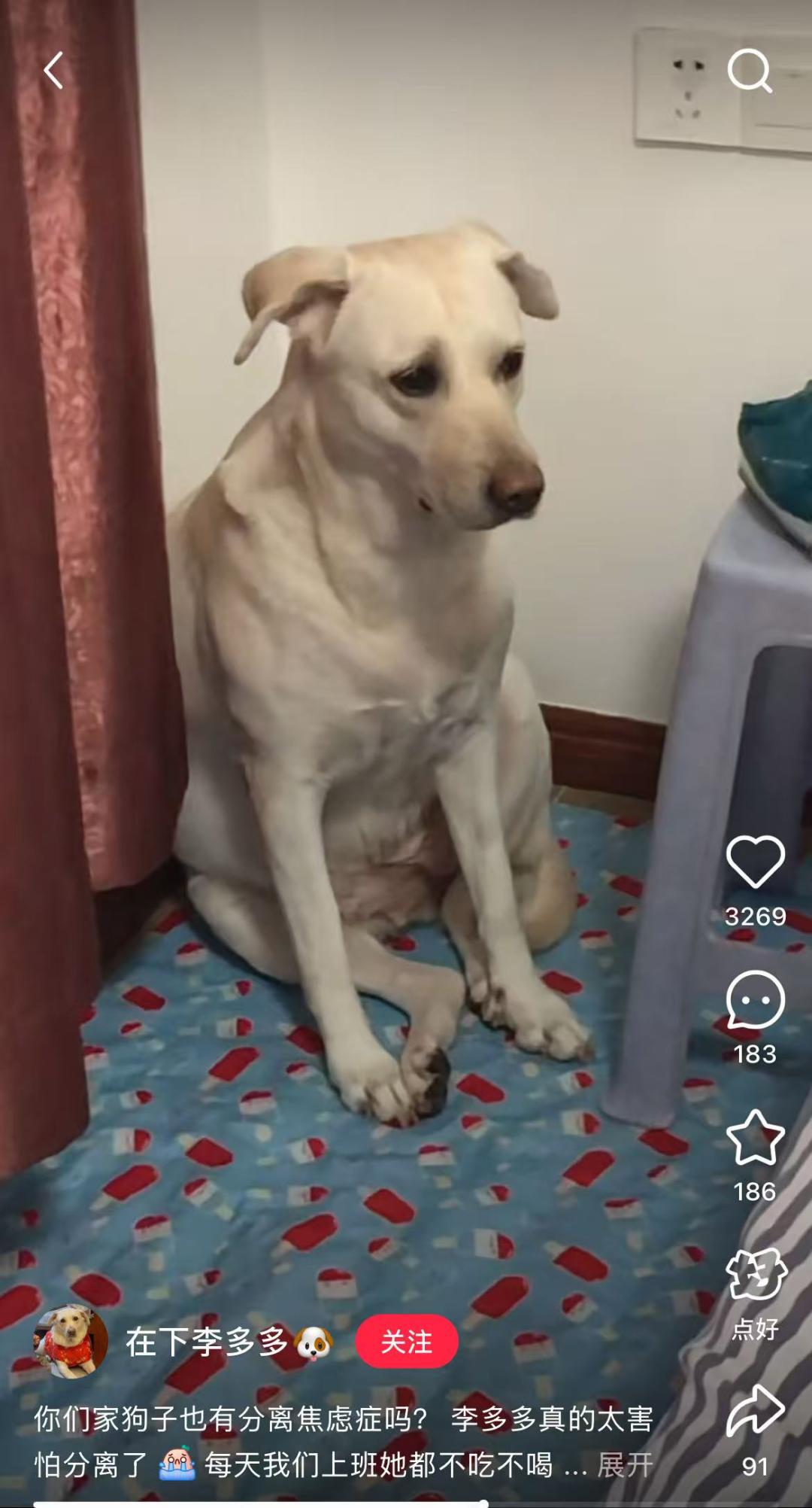 用AI翻译“狗语”,准确率高达81.5%,这个能让狗子说话的AI产品火了