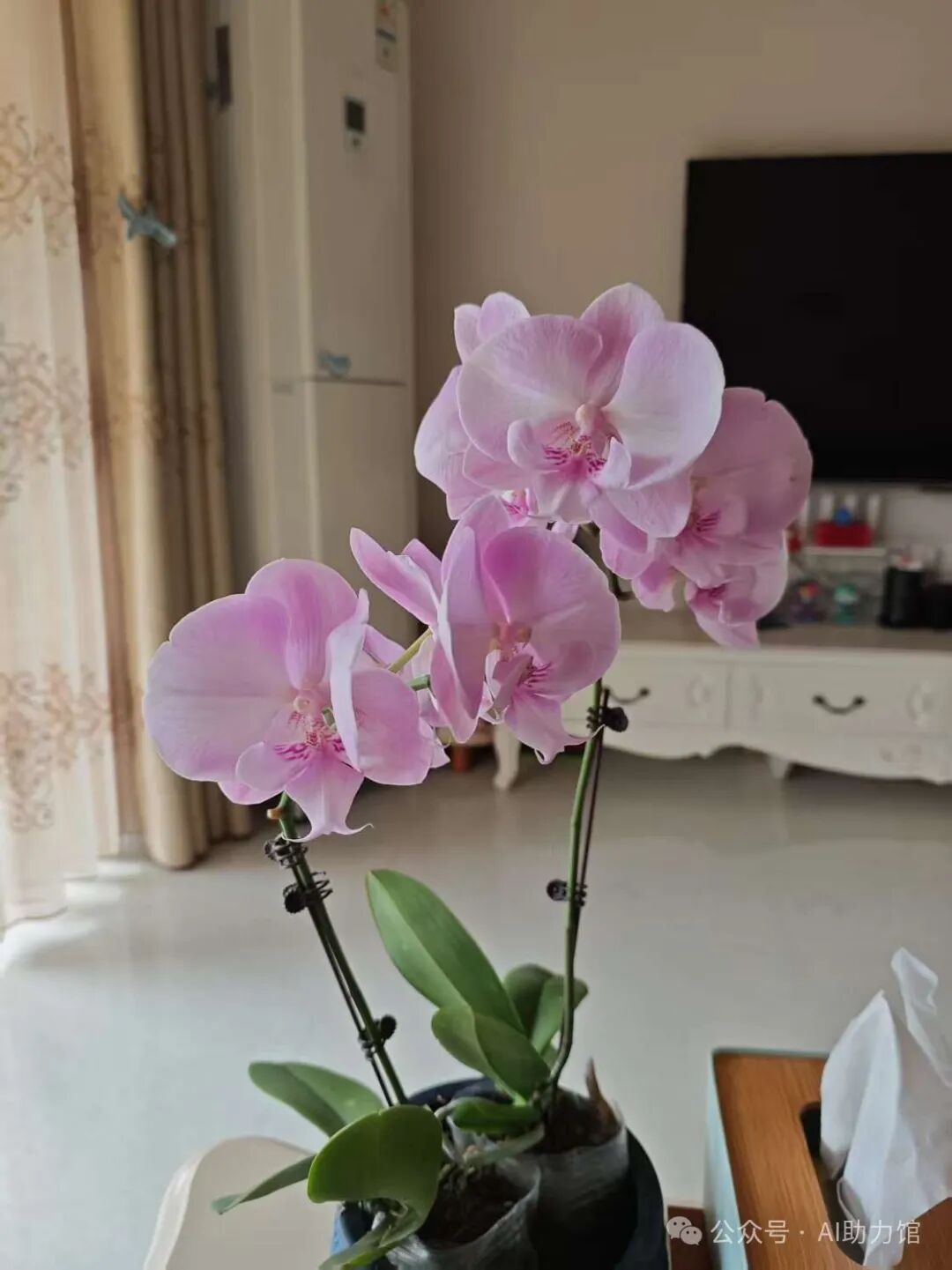如何用AI复刻你想要的图片?比如自己的照片、蝴蝶兰,或者哪吒,免费无水印出图 | 自媒体创作者的福音:按需出图