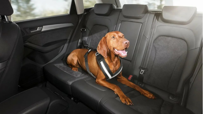 智能宠物出行落地方案:为车企带来安全、舒适与增值服务