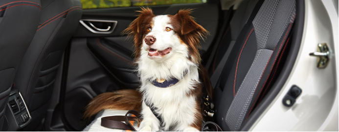 智能宠物出行落地方案:为车企带来安全、舒适与增值服务