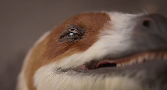 越疆新款机器人“复活”1 亿年前的中华龙鸟:全球首个超仿生具身智能体