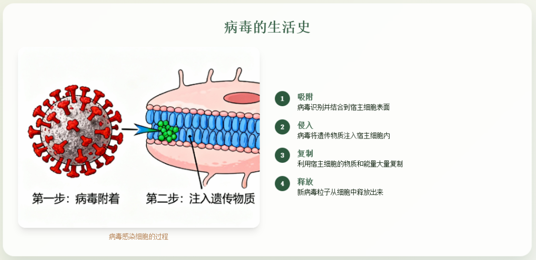 初中老师备课狂喜!七八年级全册 HTML 动画资源包,复杂知识点 “动” 起来教(生物篇)