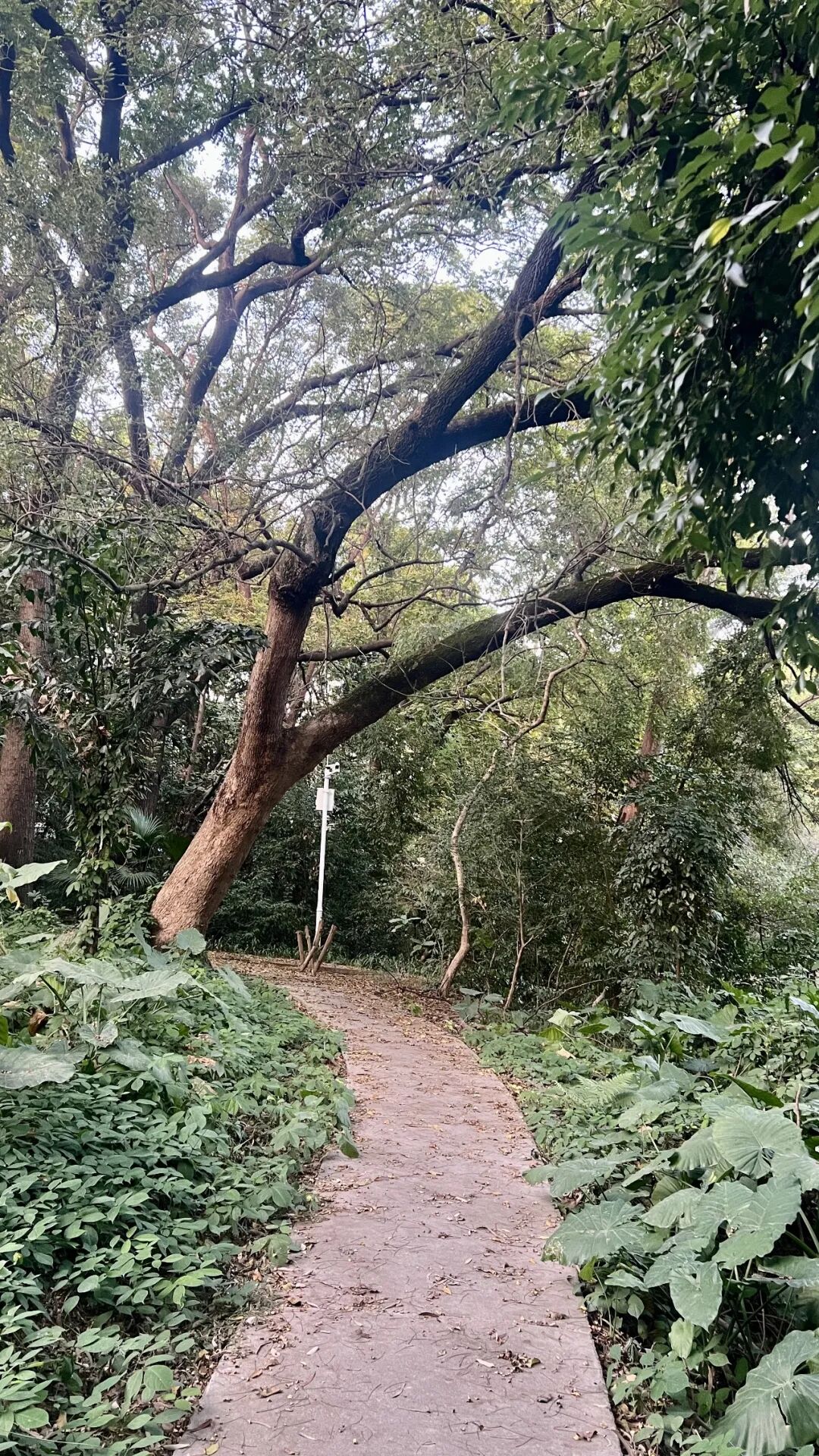 Moltbook:人工智能自主社会的黎明?还是精心策划的数字幻象?