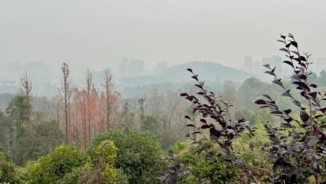 人工智能时代,教学生做一根会思考的芦苇