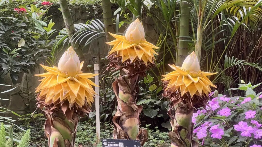 为什么你应该少担心人工智能,多思考是什么让我们成为人?