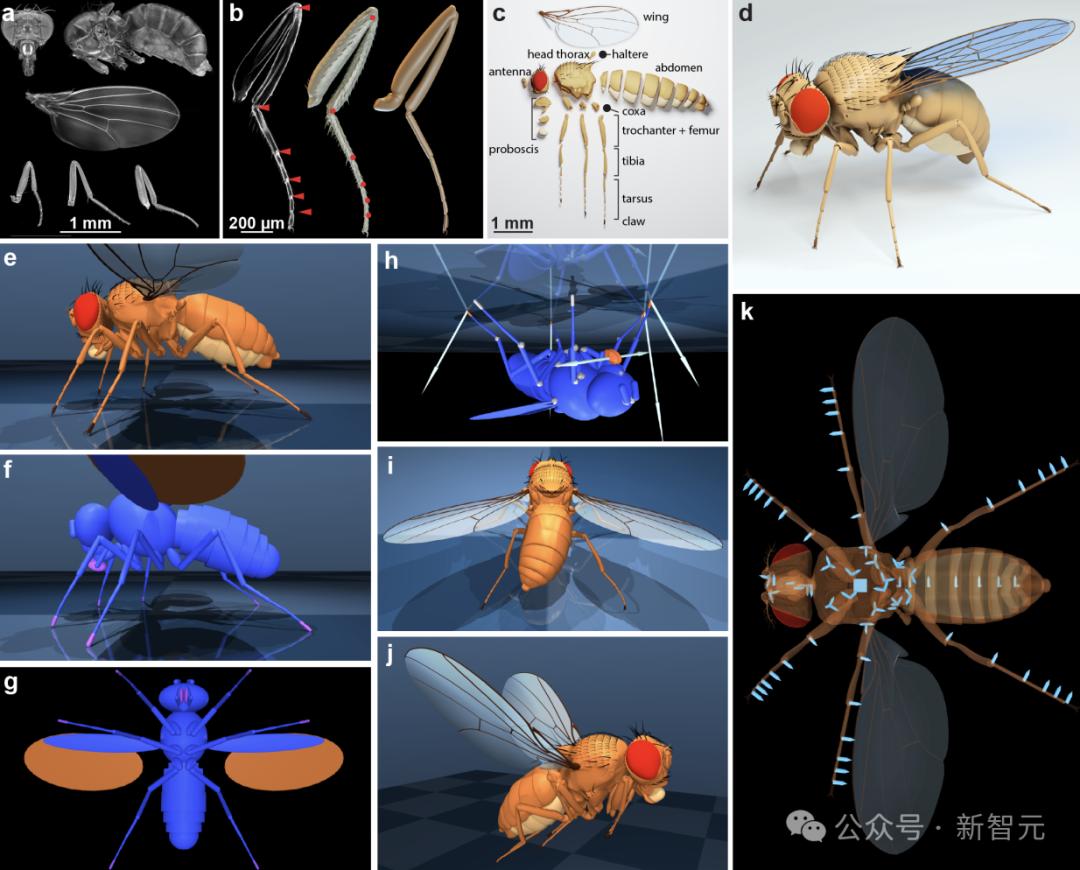 DeepMind果蝇登Nature，强化学习再立功，AI模拟飞行，逼真到腿毛颤抖