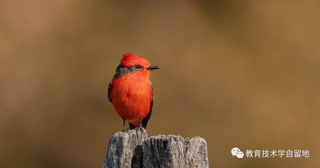 参与式教学：4种简便方法