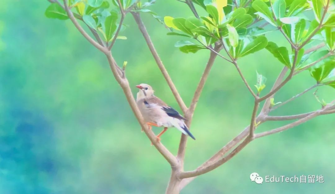 从双师课堂到三师课堂