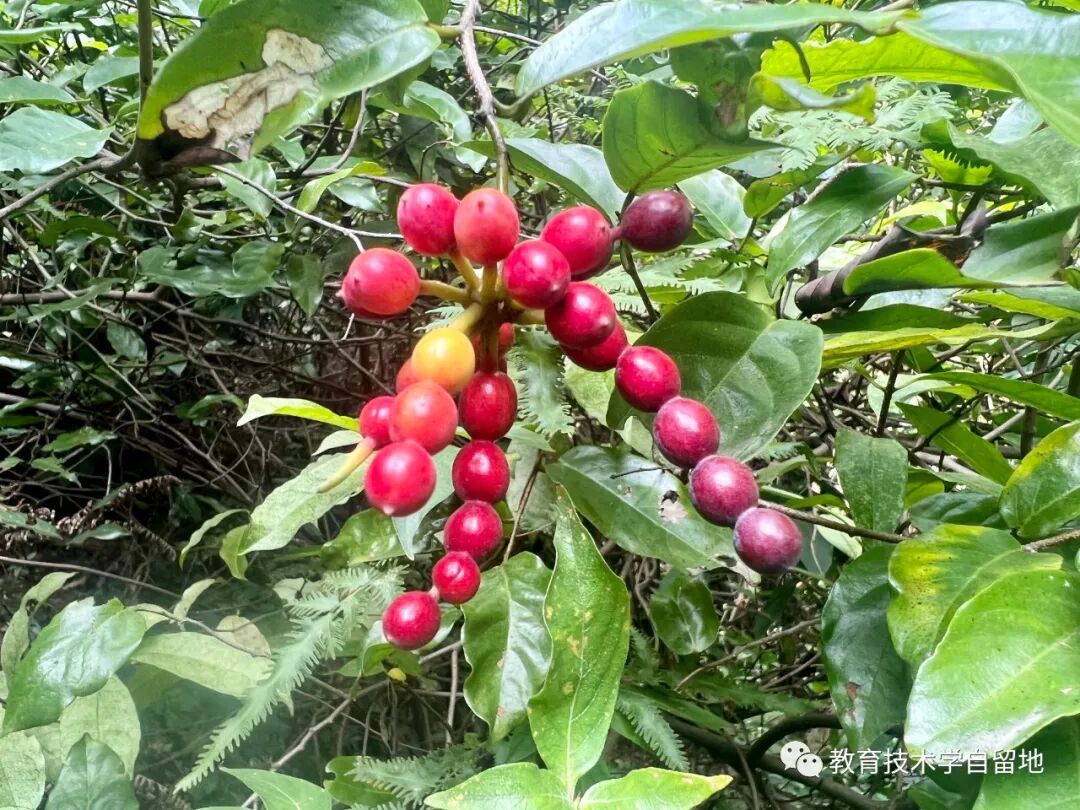 关于学校教育的数字化转型