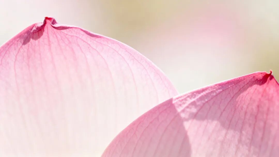 Sora2和Veo3.1又出10种神级玩法，ASMR和奥特曼宇宙落后N个版本了