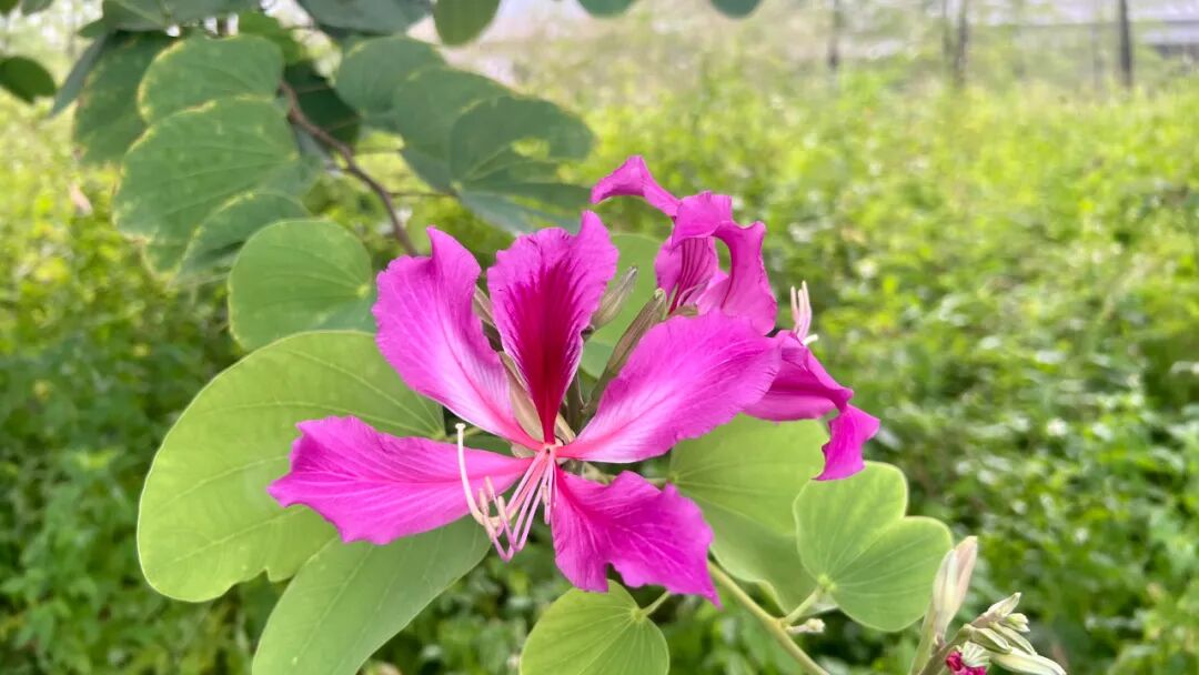 通往AGI之路：一群热爱AI的专家和爱好者的家园，走进这里，就走上了通往AGI之路