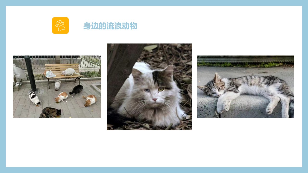 博物创艺坊 | 研学教育方案分享：《家庭宠物博览会》因/为/爱/宠/而/开/始