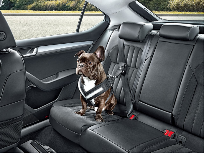 宠智灵宠物AI大模型：重构人宠汽车出行智能新生态