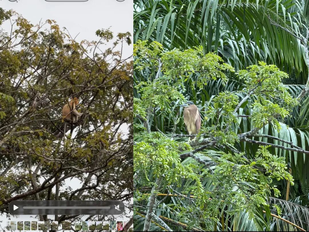 钉钉AI 1.1升级第1周，我找到了AI听记的正确打开方式