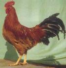 [科普中国]-大骨鸡