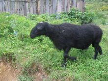 [科普中国]-乌骨绵羊