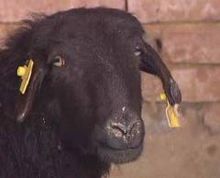 [科普中国]-乌骨羊