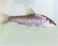 [科普中国]-花骨鱼