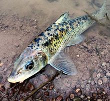 [科普中国]-花骨鱼