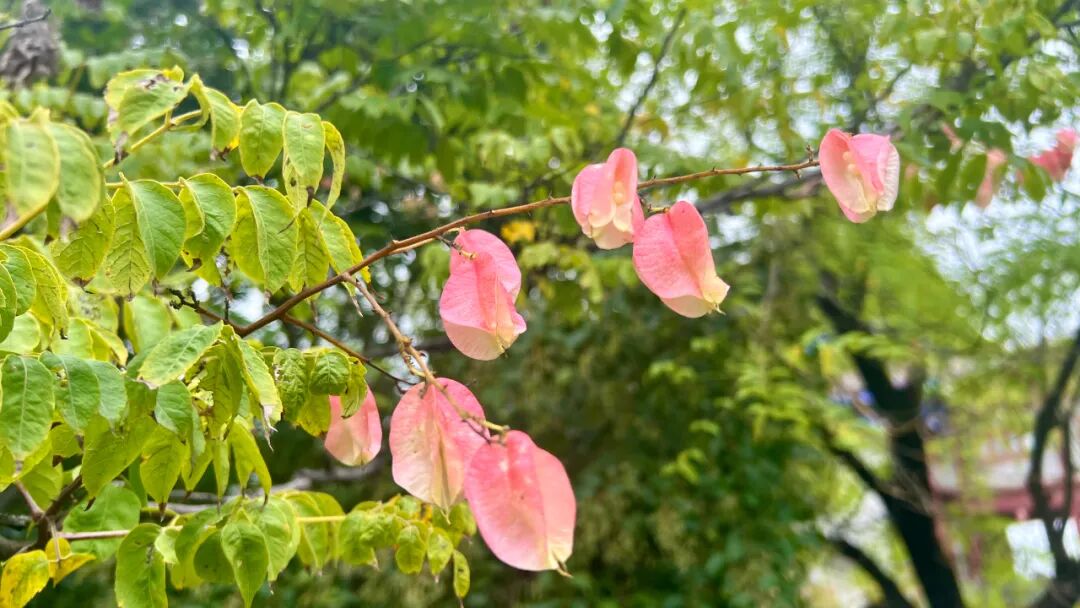 AI 驱动的自适应学习技术，学生每天只需2小时即可完成功课，阿尔法学校的经验是否代表着学校教育的未来？