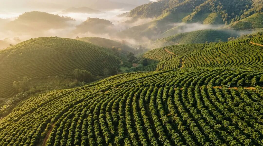 全网疯传的Nano Banana2提示词，我帮你整理好了（可直接抄）