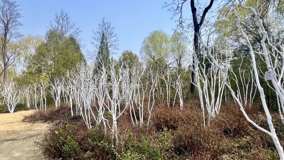 语音 AI 的爆发，其实意味着“键盘时代可能开始衰落”。我们似乎已经全面来到了“君子动口不动手”的全新时代