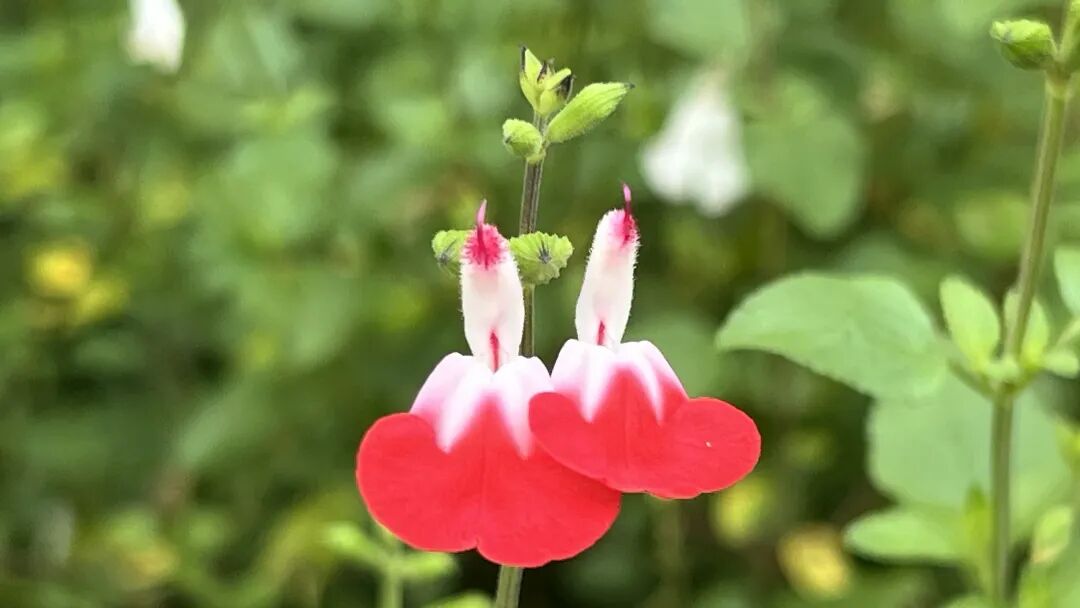 清华大学开源了一个AI 互动课堂平台，OpenMAIC，它能够将任何主题或文档转化为丰富的互动学习场景