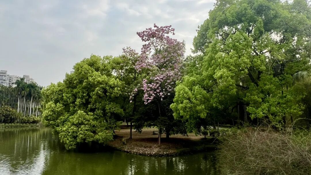 Chatspss：一句话搞定科研数据分析，让SPSS 统计分析象聊天一样简单！