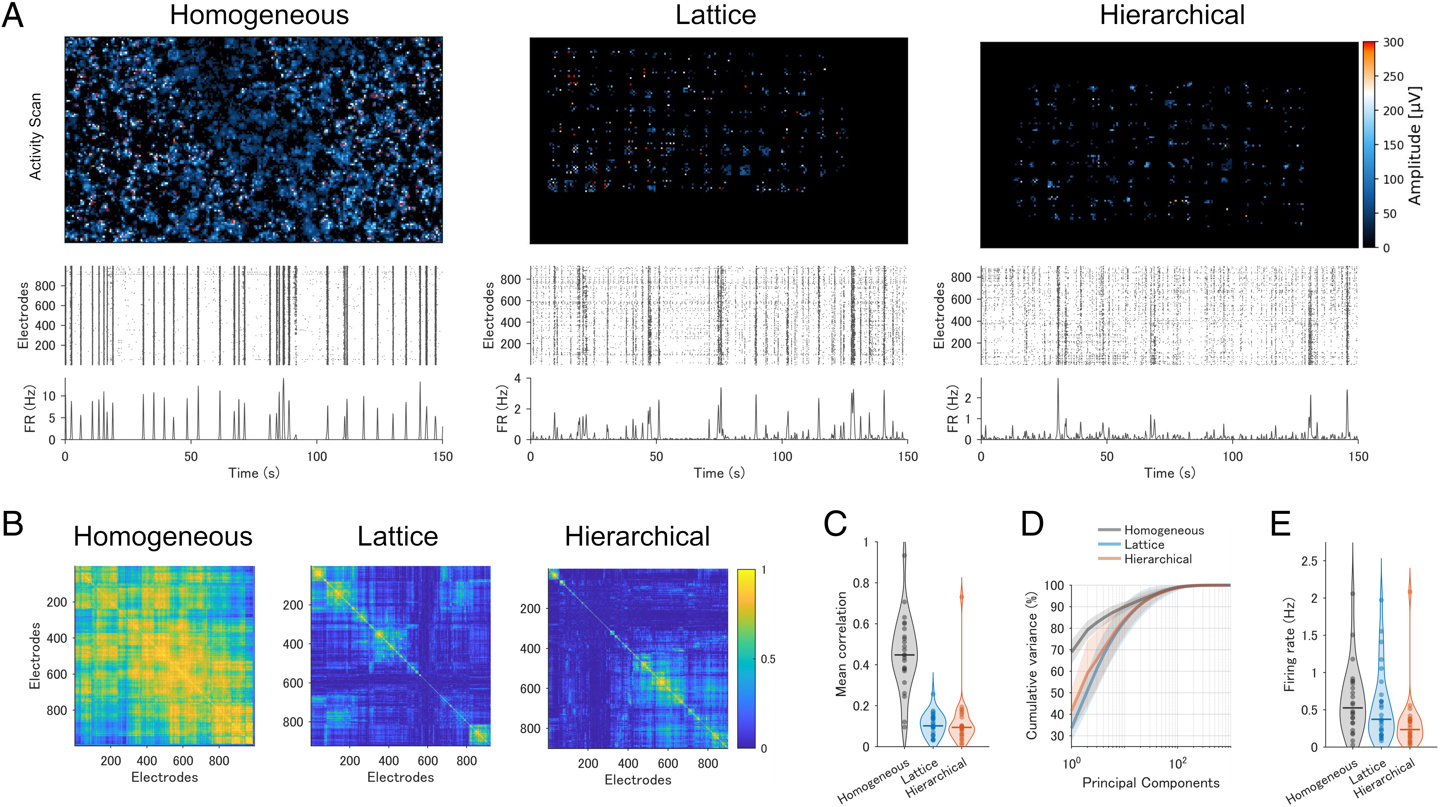日本团队训练大鼠神经元，可实时执行 AI 计算任务