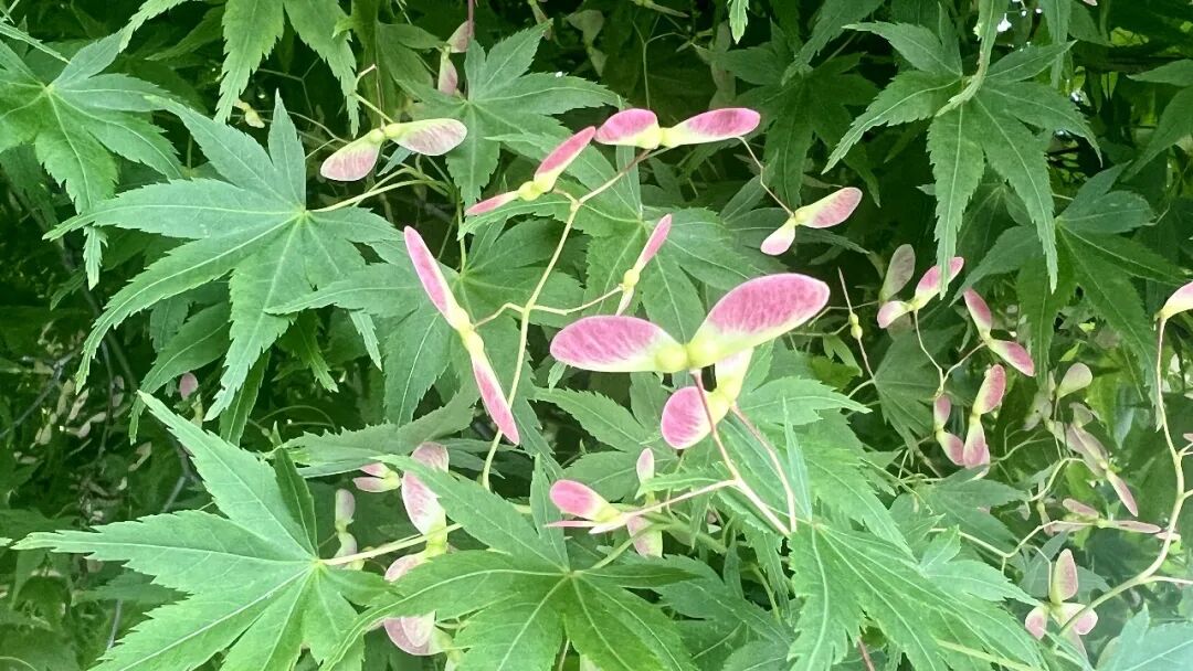 3750 万条对话记录，揭示2025年人们是如何利用人工智能进行学习，这对我们2026年设计和提供学习体验意味着什么？