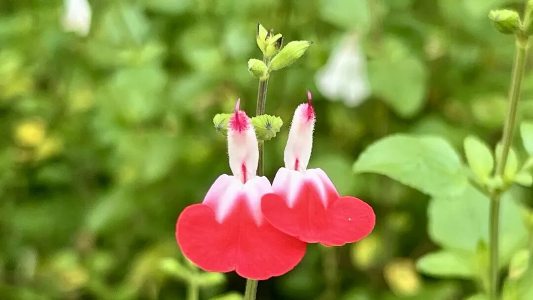 西安大唐不夜城的机器狗魔仔，似乎是当前最高情商的机器狗，也是全球最红的网红狗